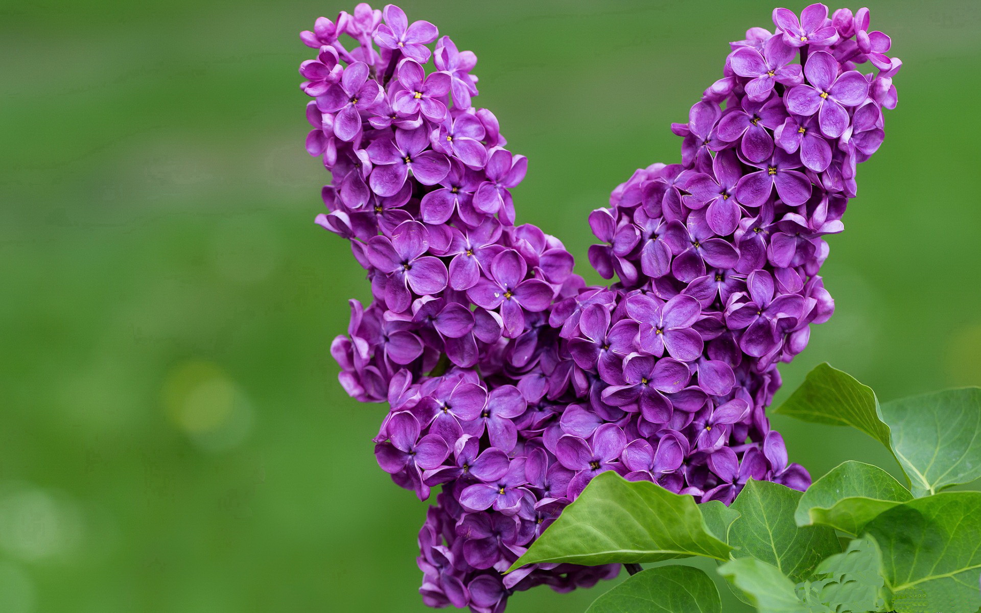 开云sport-生死战中的唯一英雄，米切尔爆发拯救爵士，终结北京队希望