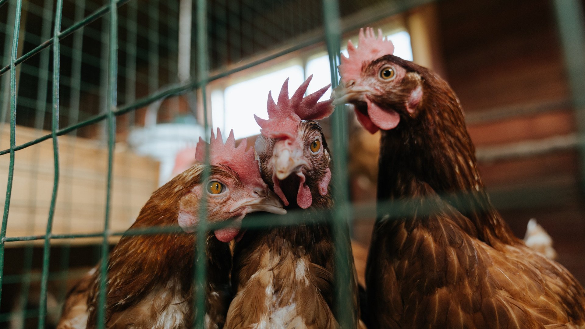 速度与对抗，F1揭幕战与球场淘汰的胜利交响曲