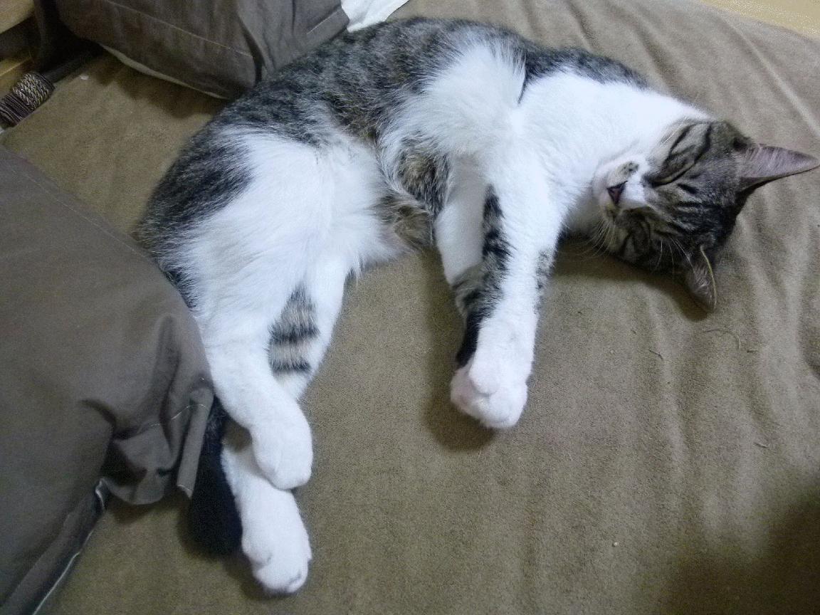 隔空回应詹姆斯，上海队用冠军级防守掀翻吉林