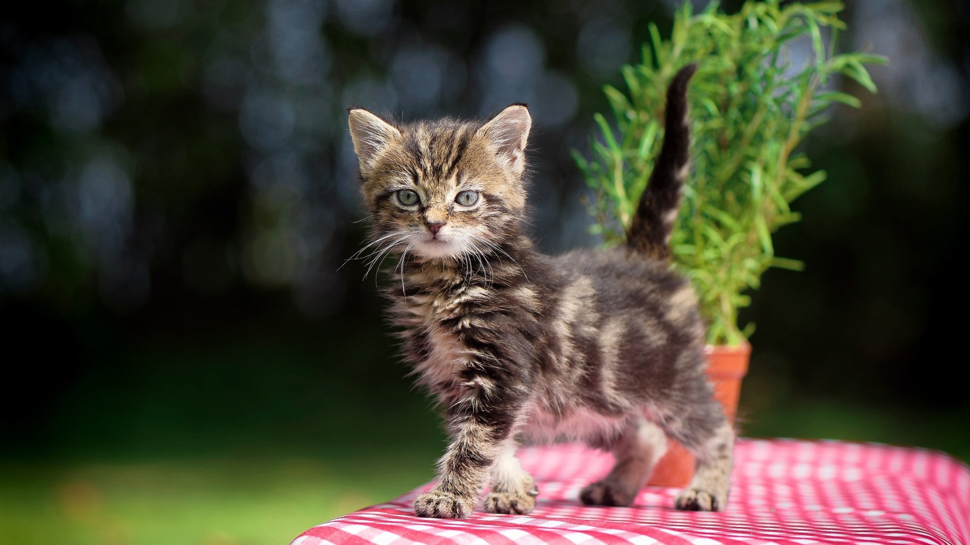 绝境王牌,布伦森撕裂悬念,凯尔特人决胜局中终结深圳队