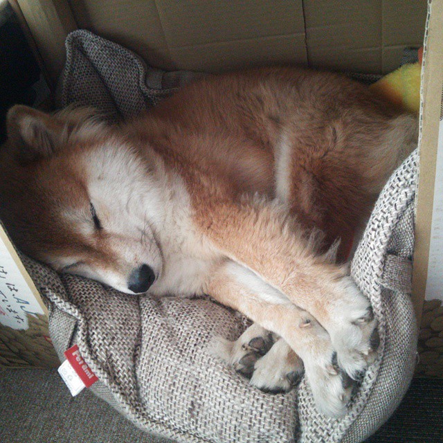 欧冠半决赛之夜,劳塔罗是指挥家,圣西罗奏响铁血交响