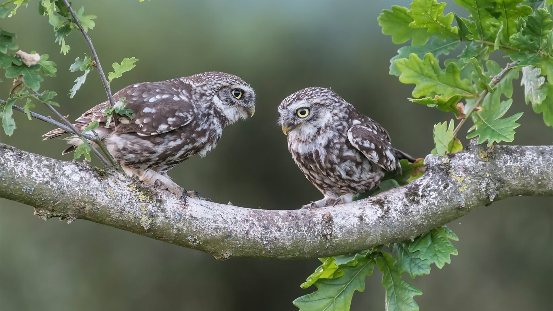 淬火为刃!坎特29+16封王之战,安哥拉生死搏杀掀翻澳大利亚的史诗之夜