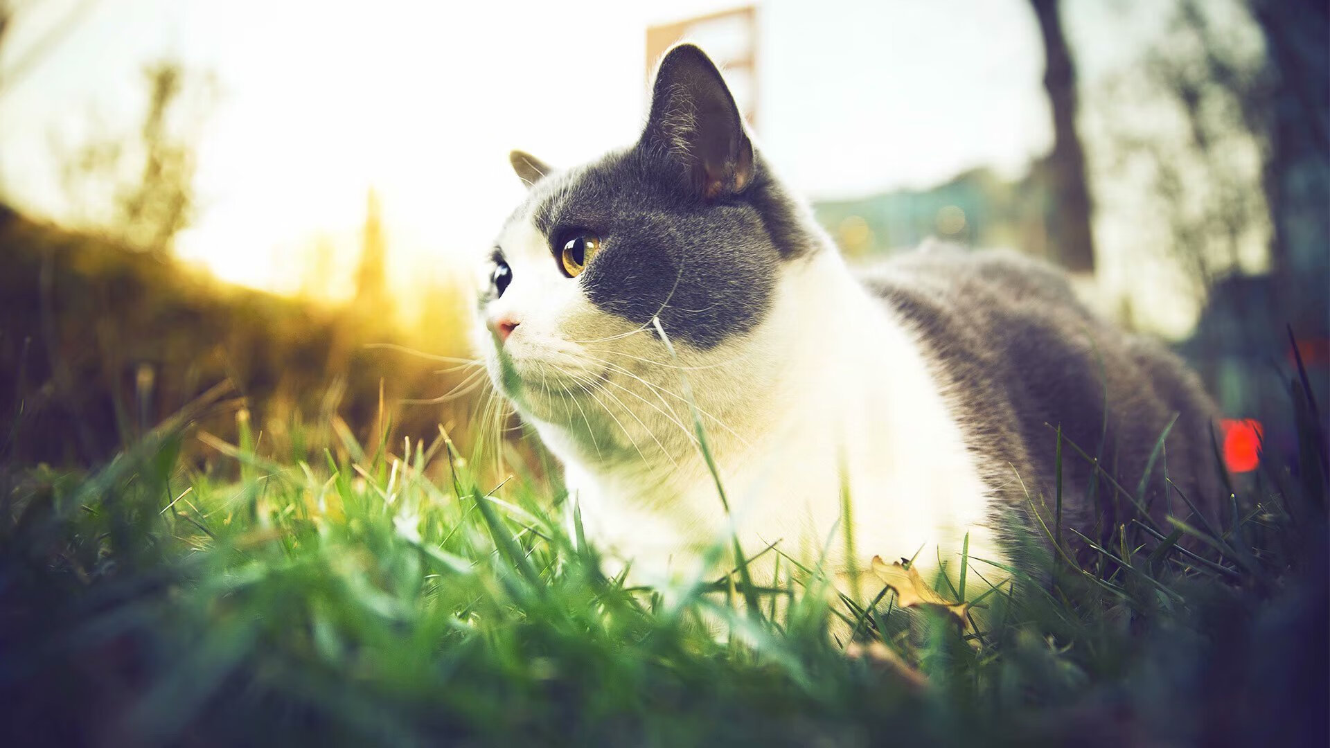 跨界风暴，国王血拼吉林队，杜兰特德甲争冠战上演篮球式接管