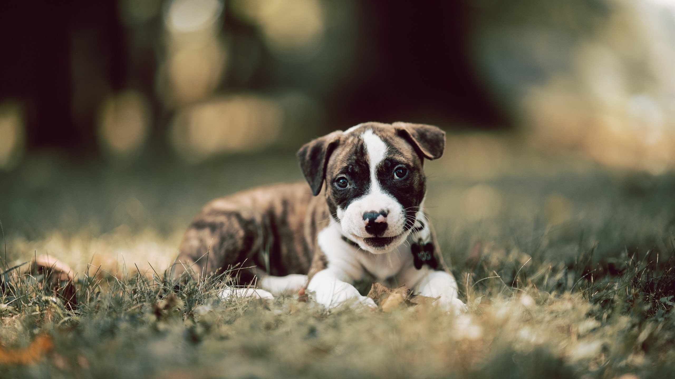 开云体育登录-战术冰封，新星引爆，魔术用防守绞索与杰伦·格林的关键重拳击倒凯尔特人