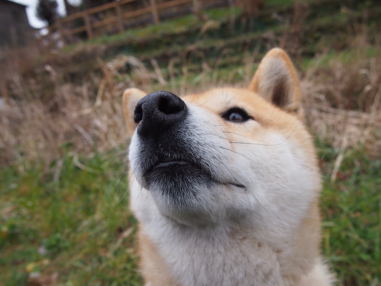 冰上的武士道—芬兰铁骑如何用北境意志碾碎日本精密冰刃