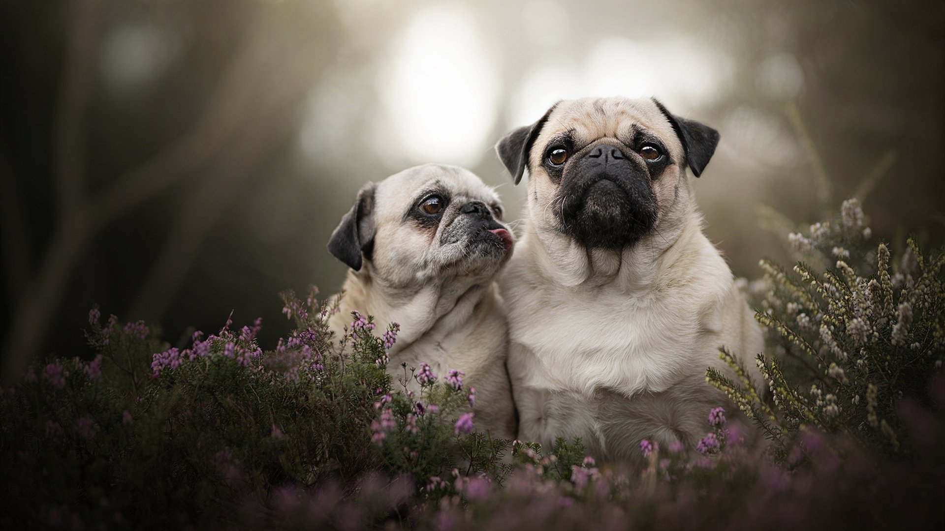 无人可挡的橙色火焰，拉文如何把争冠战的夜空烧成浙江红