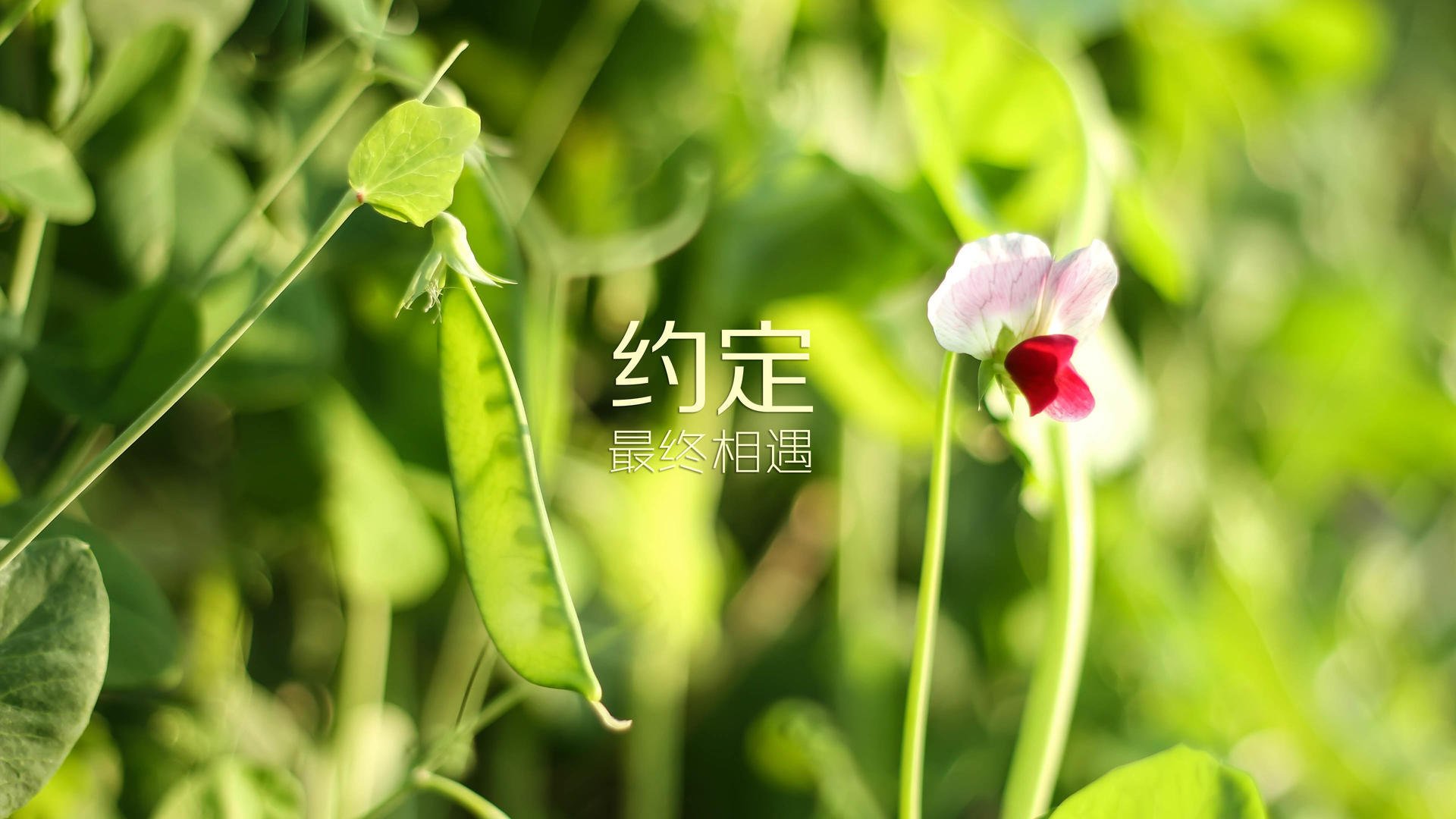 开云体育入口-当两种世界波相遇，猛龙战术的篮球智慧与欧文的世界杯传奇