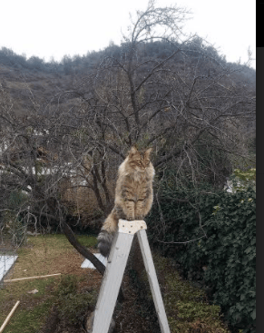 孤星坠落的战场，当哈兰德的独奏撞上墨西哥的城墙